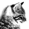 Photocopy Effect for Final Cut Pro X by sight-creations